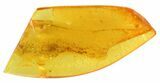 Fossil Mite (Oribatidae) In Baltic Amber #50611-1